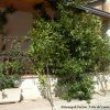 lauro2006_7