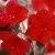 gallery &raquo; fotomese